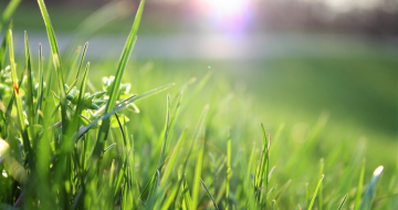 Spring Micro-Batches: How Limited-Edition Seasonal Scents Drive Business Profits