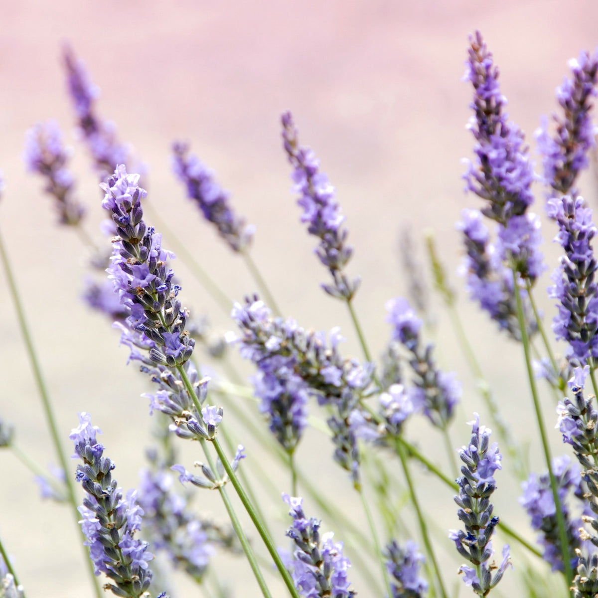 French Lavender<br> Fragrance Oil image 0