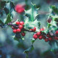 Mistletoe<br> Fragrance Oil image 0