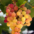 Amazonian Grape Fragrance Oil image 0
