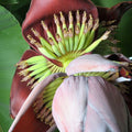Banana Blossom Fragrance Oil