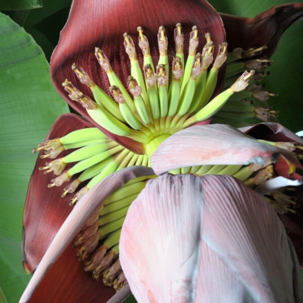 Banana Blossom Fragrance Oil