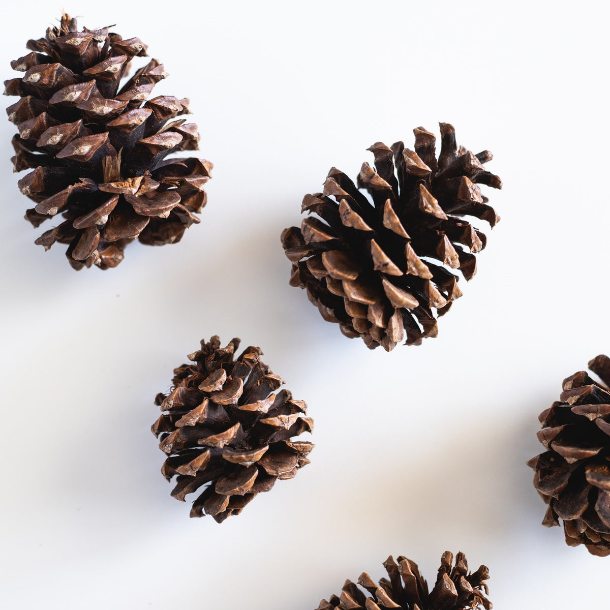 Fresh Pine<br> Fragrance Oil image 0