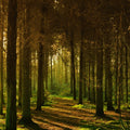 Exotic Woods<br> Fragrance Oil image 0