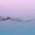 Rain Water<br> Fragrance Oil image 0