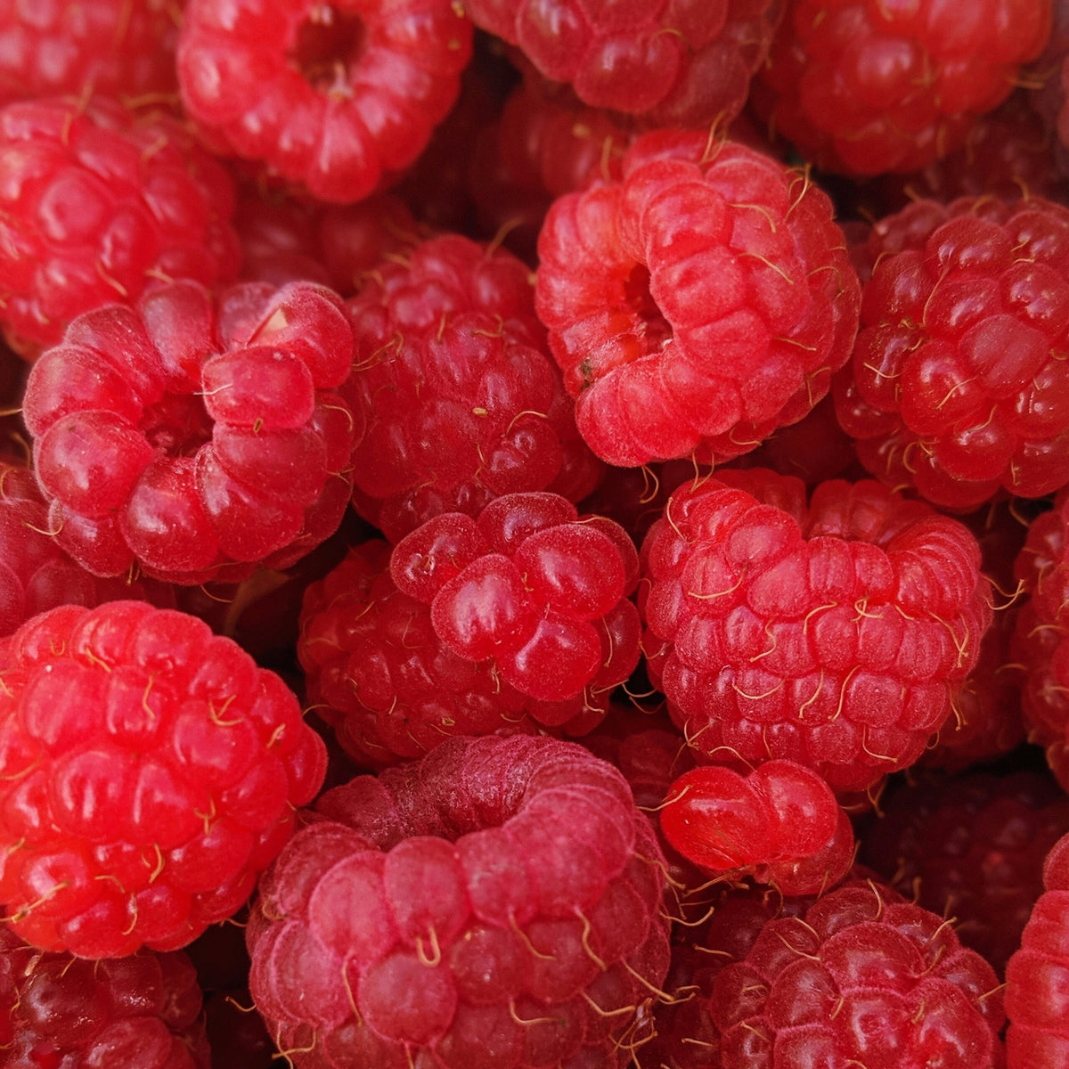 Raspberry<br> Fragrance Oil image 0