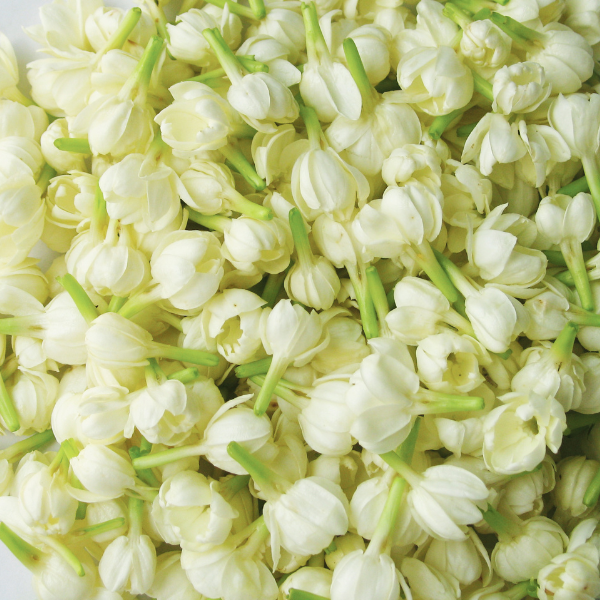 Rosewood & Musk <br> Premium Fragrance Oil image 6