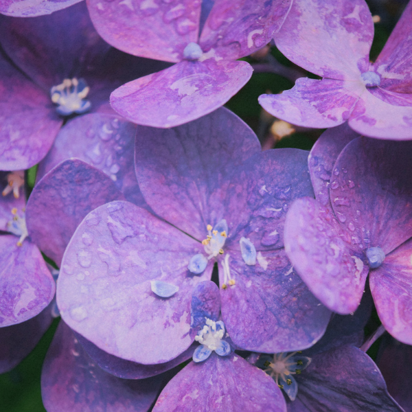 Plum Wood & Clove Leaf Premium Fragrance Oil image 2