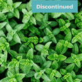 Spearmint Fragrance Oil image 0