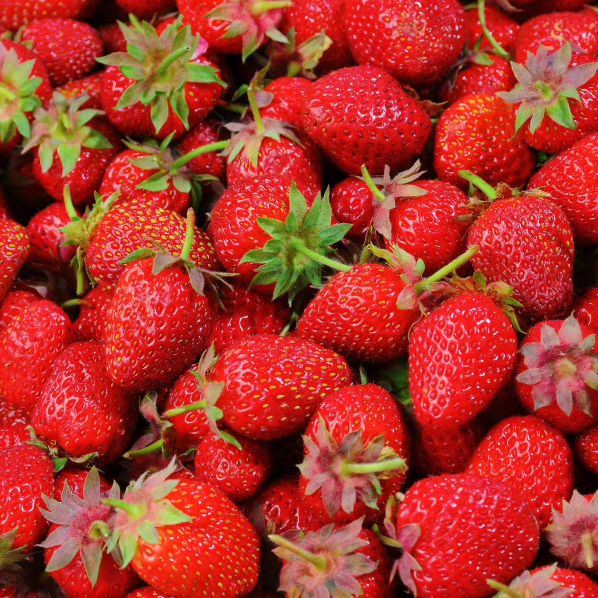 Strawberry<br> Fragrance Oil image 0