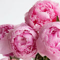 Pink Peony<br> Fragrance Oil image 0