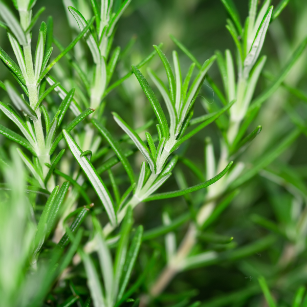 Fruit Wood & Rosemary<br> Premium Fragrance Oil image 2