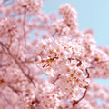 Cherry Blossom<br> Fragrance Oil image 0