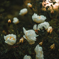 Golden Pear & White Rose <br> Fragrance Oil image 0