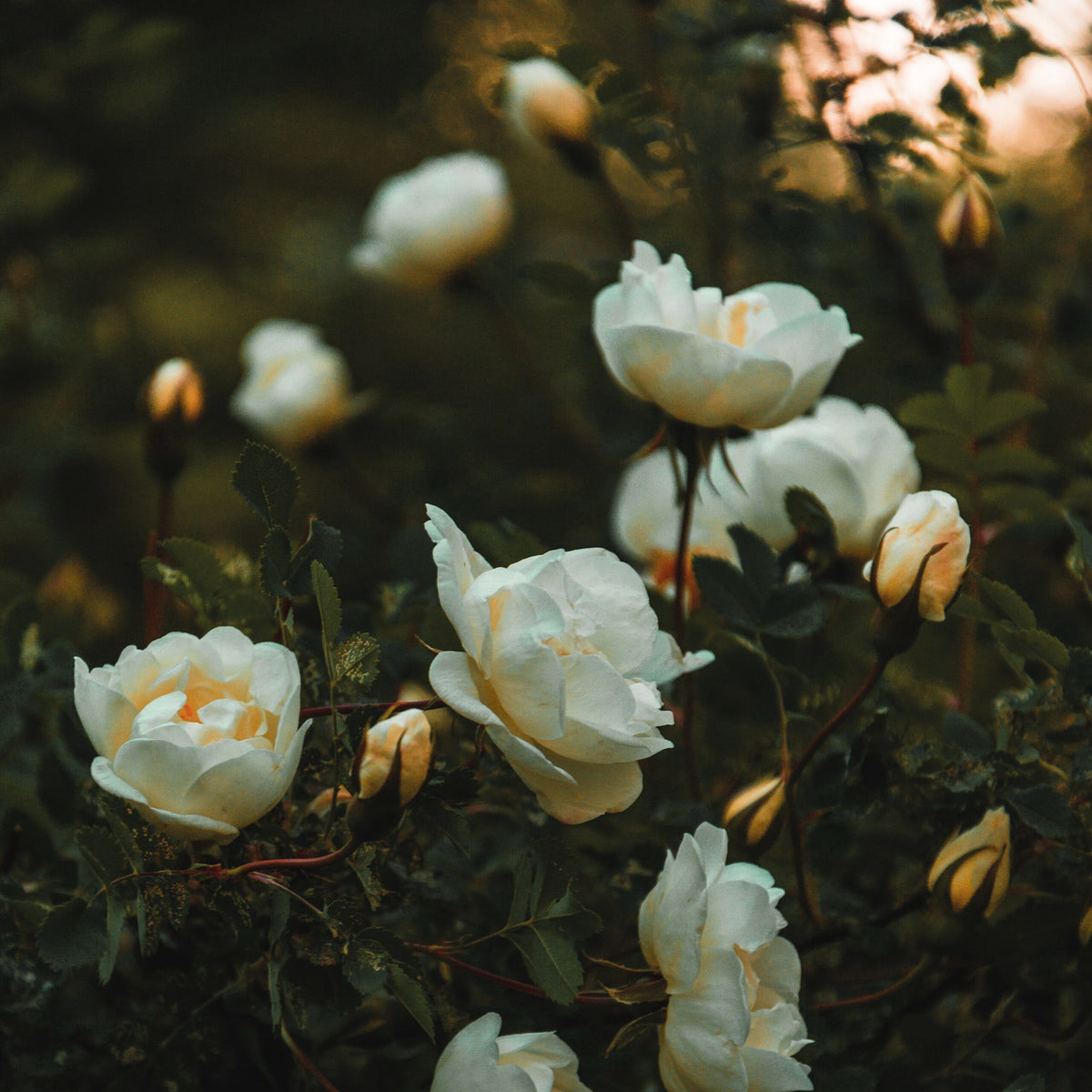 Golden Pear & White Rose <br> Fragrance Oil image 0