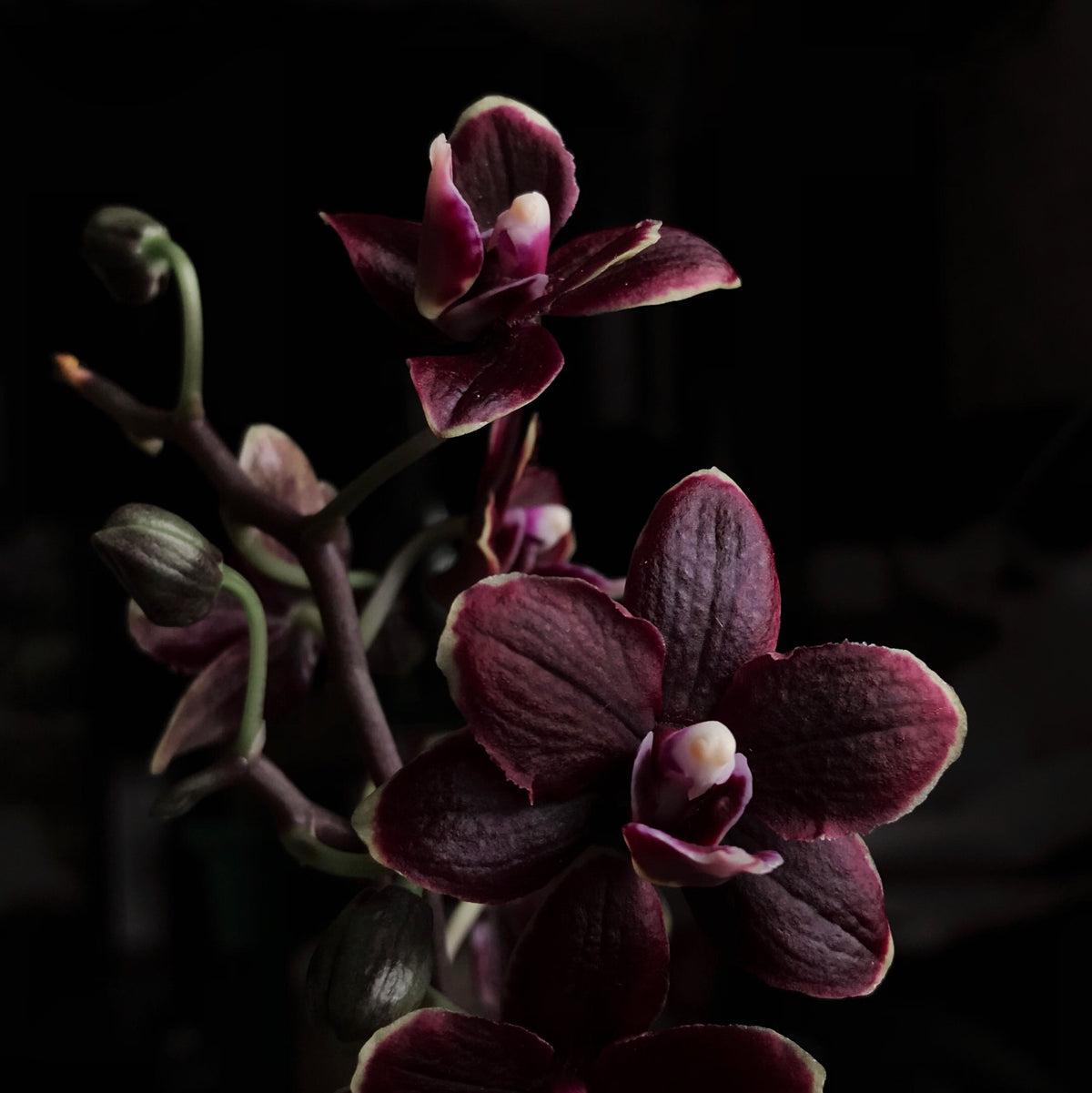 Black Orchid<br> Fragrance Oil image 0