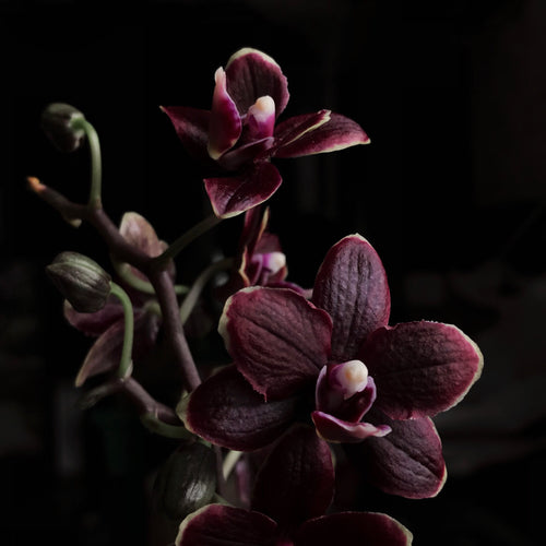 Black Orchid<br> Fragrance Oil image 0