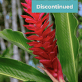 Ginger Flower Fragrance Oil image 0