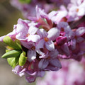 Daphne Fragrance Oil