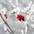 Nordic Berry & Birch Fragrance Oil