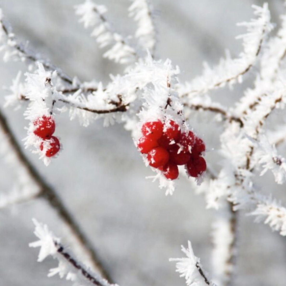 Nordic Berry & Birch Fragrance Oil