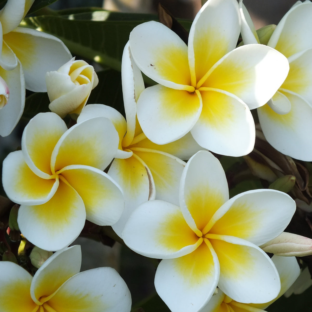 Frangipani Fragrance Oil