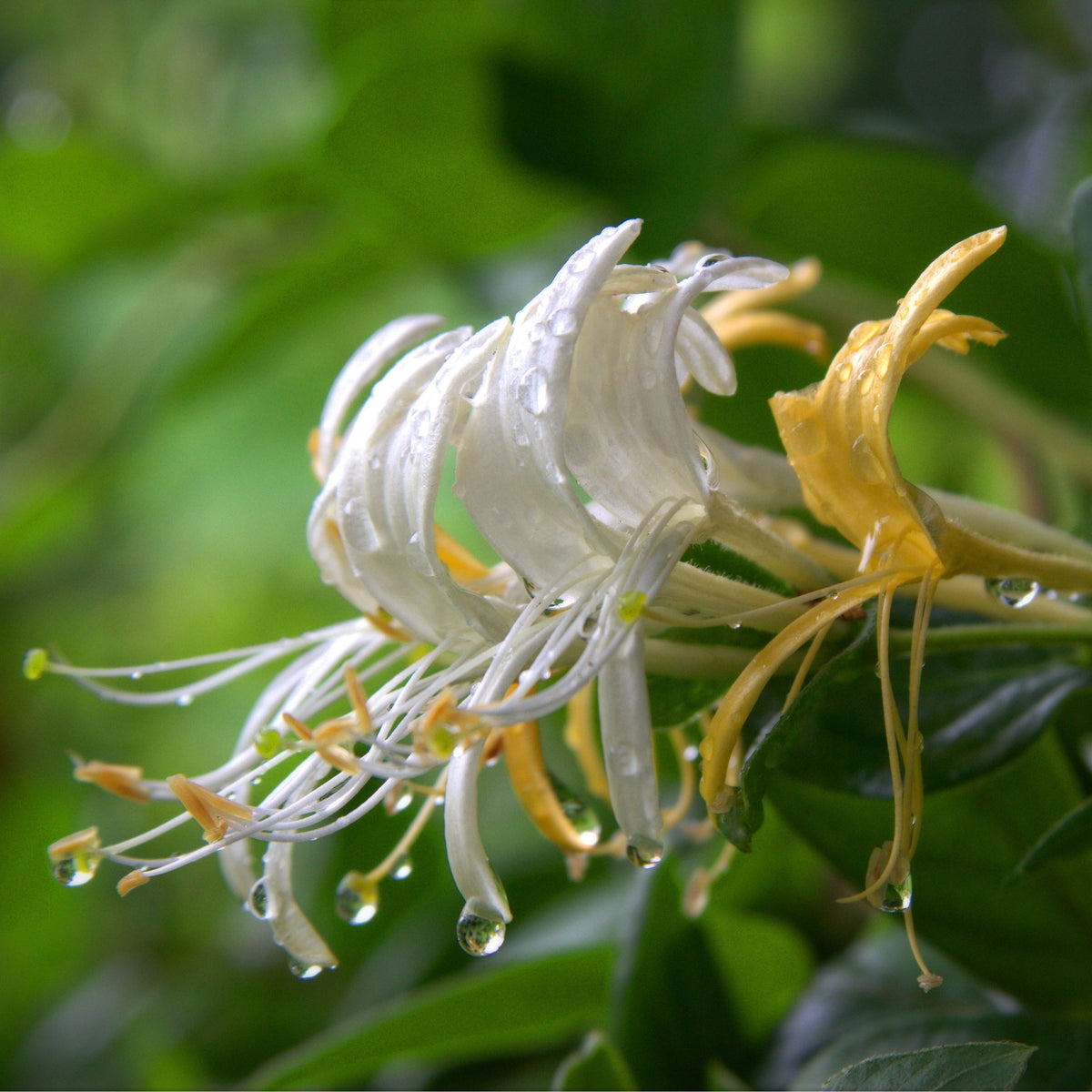 Japanese Honeysuckle Fragrance Oil
