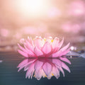 Lotus Flower Fragrance Oil