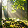 Oakmoss and Amber Fragrance Oil