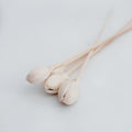 Rose Bud Reed Sticks Natural