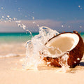 Salted Coconut Fragrance Oil