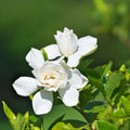 Vintage Gardenia Fragrance Oil