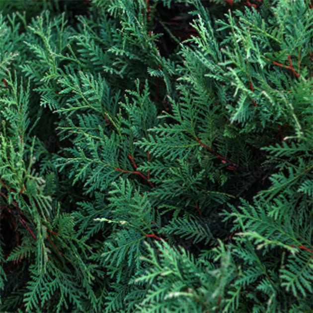 Black Cypress & Mahogany Premium Fragrance Oil image 2