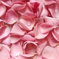 Rose Petals<br> Fragrance Oil image 0