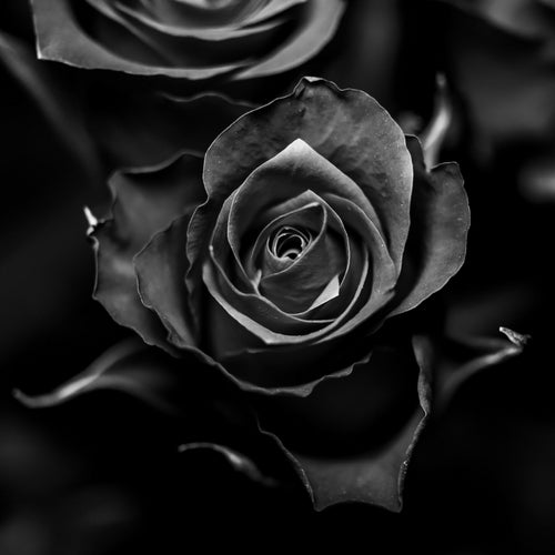Black Rose Oud Fragrance Oil image 0