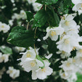 Jasmine<br> Fragrance Oil image 0
