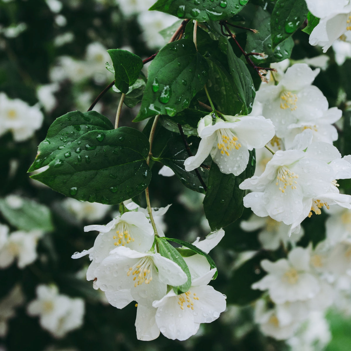 Jasmine<br> Fragrance Oil image 0