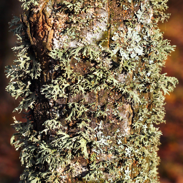 Plum Wood & Clove Leaf Premium Fragrance Oil image 4