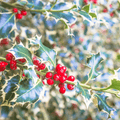 Holly Berry Fragrance Oil image 0