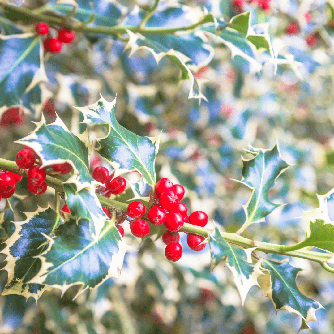 Holly Berry Fragrance Oil image 0
