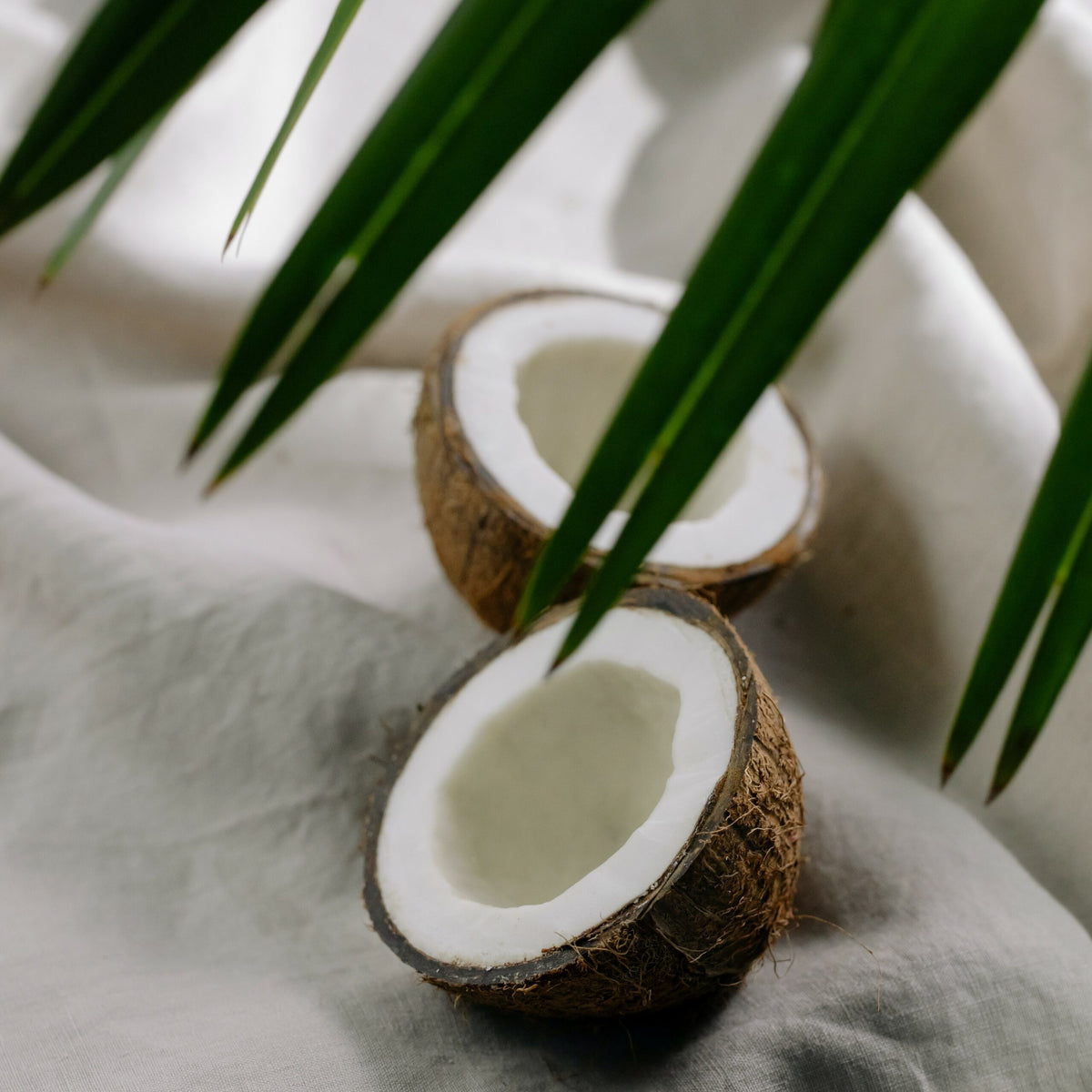 Coconut<br> Fragrance Oil image 0