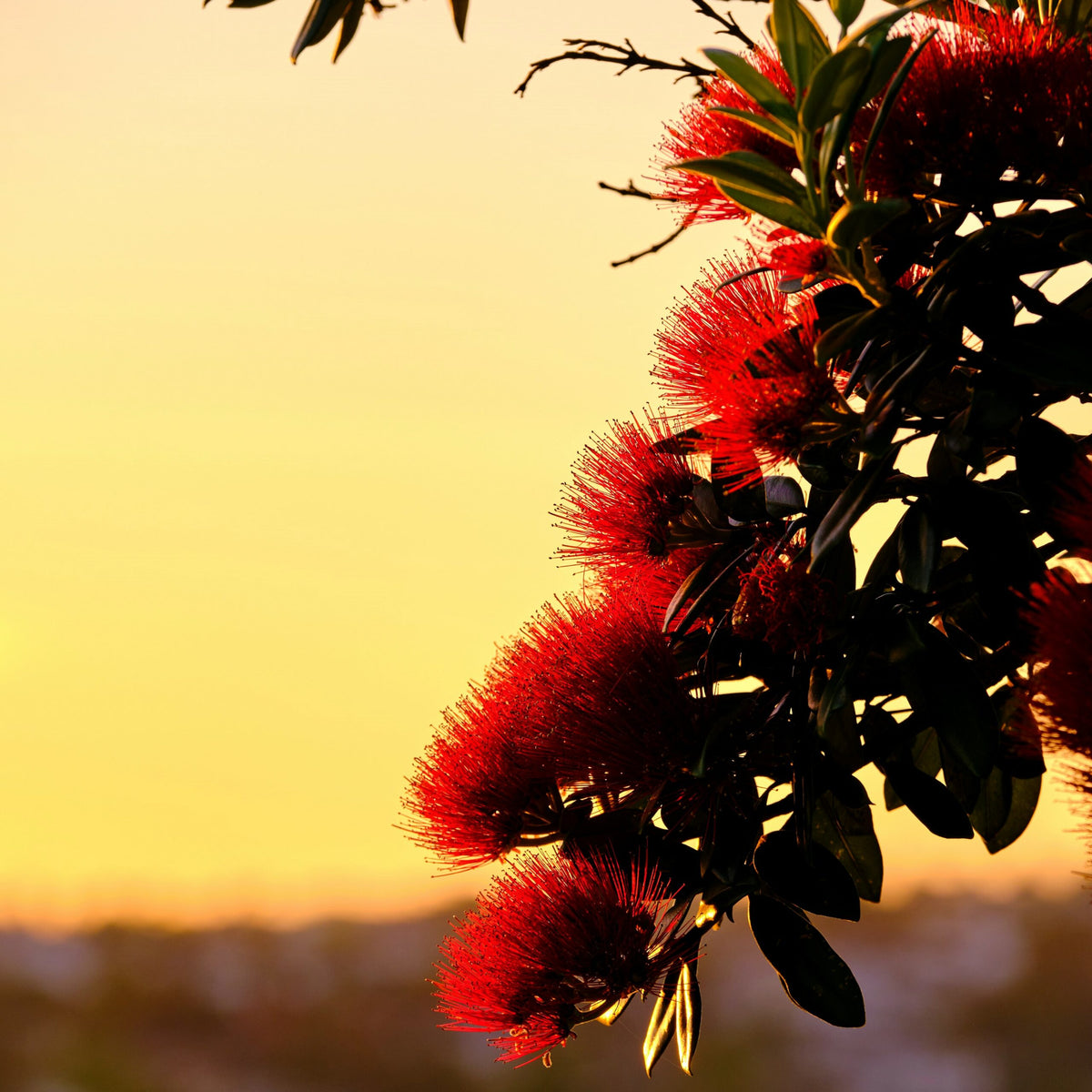 Pohutukawa<br> Fragrance Oil image 0