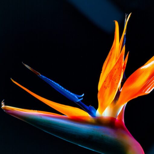 Bird of Paradise Fragrance Oil