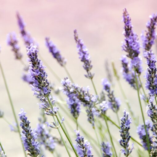 French Lavender Fragrance Oil