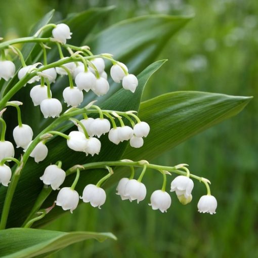 Lily of the Valley & Ivy Fragrance Oil - Candle Creations