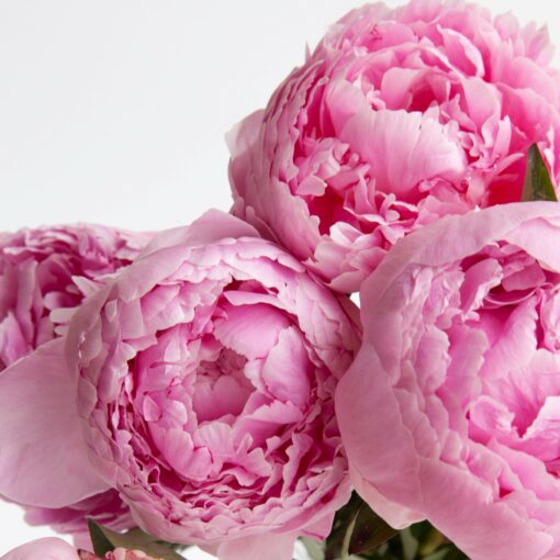 Pink Peony Fragrance Oil