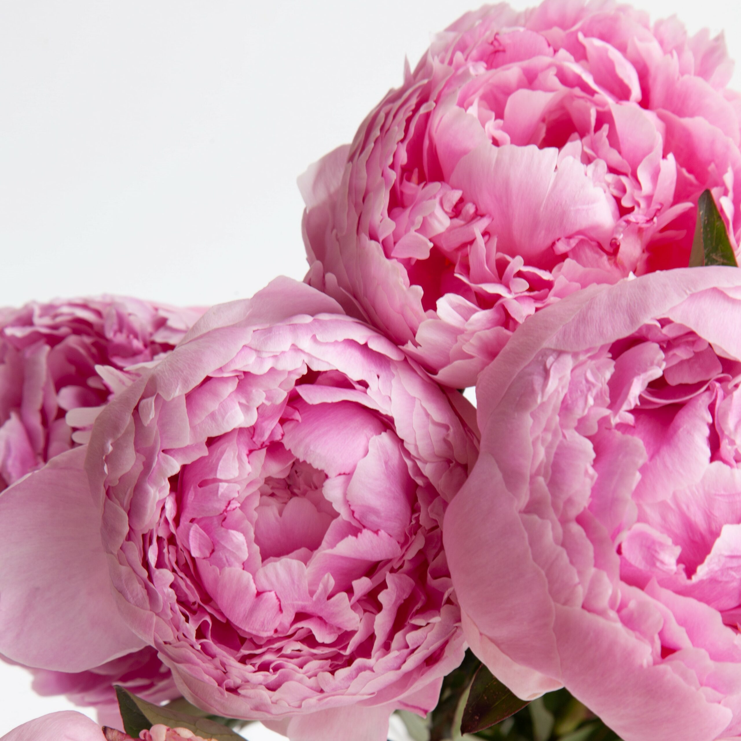 Pink Peony Fragrance Oil - Candle Creations