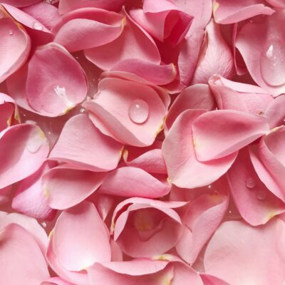 Rose Petals Fragrance Oil