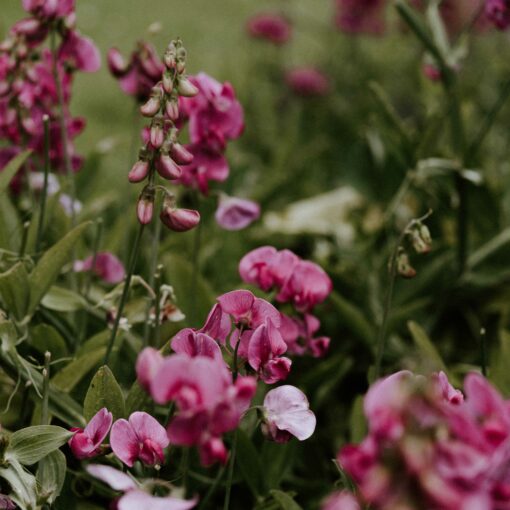 Sweet Pea & Jasmine Fragrance Oil