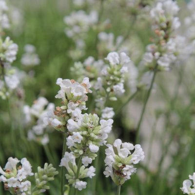 White Lavender and Cotton Fragrance Oil